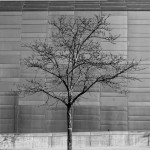 South Wall with Tree